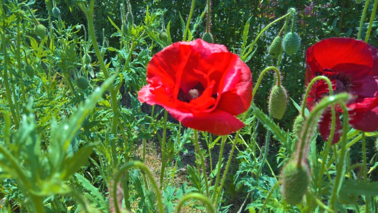 WP_20170606_13_38_17_Rich